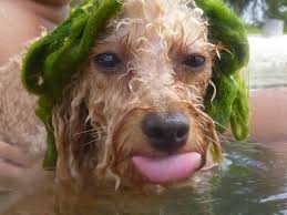 Seaweed Hair O I M Happy Poodle Poodle Standard Poodle Animals