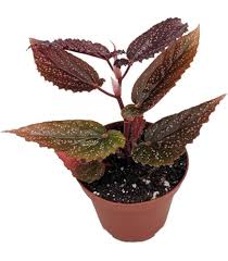 Image result for Begonia fusialata