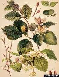 Image 1379020 Is Of European Beech Fagus Sylvatica Plant S It Is By Zelimir Borzan At Univer Botanical Drawings Botany Illustration Botanical Illustration