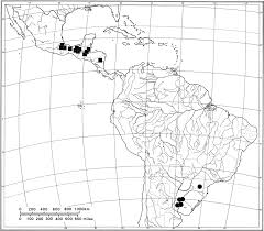 Image result for Poecilostachys oplismenoides