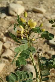 Image result for Senna italica