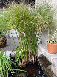 Image result for Cyperus fischerianus
