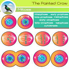 Cell Mitosis Clip Art Cytokinesis Cell Division Color B W