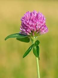 Der Wiesen Klee Trifolium Pratense Auch Rot Klee Genannt 1 Ist Eine Pflanzenart Aus Der Gattung Klee Trifolium In Der Klee Pflanze Roter Klee Pflanzen
