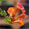 A vigorous climber grown for its spectacular orange red trumpet shaped flowers borne in late summer to autumn. 1