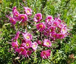 Image result for Phyllodoce breweri