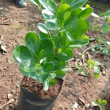We did not find results for: Ficus Moclame Ficus Microcarpa Plant Mangomeadows Best Nursery In Plants In Kerala