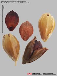 Image result for Sorghum bicolor