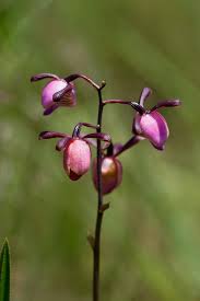 Image result for Eulophia coeloglossa