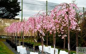 Best answer after doing a quick search on the web i learned that there are many different types of weeping cherry trees. Growing Weeping Cherry Trees In Pot Slick Garden