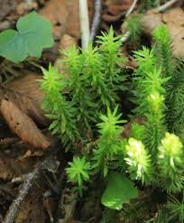 Image result for Huperzia afromontana