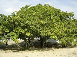 Image result for Anacardium