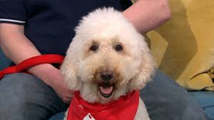 Could your pet be a lifesaver?