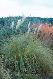 Image result for Cynodon aethiopicus