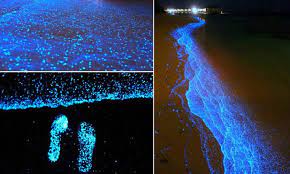 Bioluminescencia Onde Encontrar Praias Paradisiacas Que Brilham No Escuro