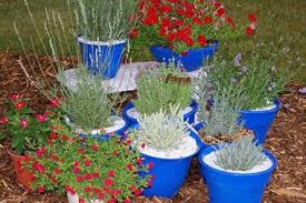 Lavender grows best in dry conditions and excessive moisture in the soil can lead to root rot. With These Tips Anyone Can Grow Lavender Csmonitor Com
