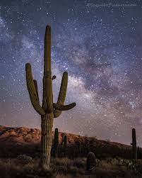 Saguaro National Park Tuson Az Greg Mccown Gregtucson On Twitter Cactus Cactus Flower Desert Art