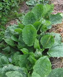 Image result for Plantago palmata