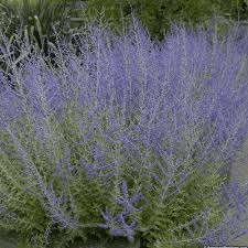 Image result for perovskia atriplicifolia 'little spire'