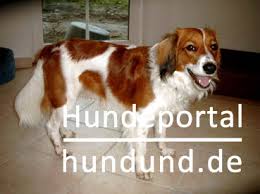 As breeders, we will respect the history and tradition of the nederlandse kooikerhondje, and work to protect, promote and safeguard the breed. Nederlandse Kooikerhondje Koikerhund Foto 18093 Hundund De