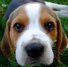 L'insieme delle opere stampate, inclusi i libri, è detto letteratura. Tu Veux M Adopter Je Serai Gentil C Est Promis Chien Beagle Beagle Bebe Toutous