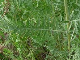 Fern Leaf Yarrow Pictures Flowers Leaves Identification Achillea Filipendulina