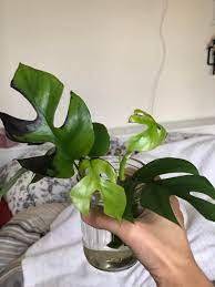 Two other nutrients to consider when experiencing leaf dryness are iron and magnesium. Help Why Are These Rhaphidophora Tetrasperma Cuttings Turning Black The Roots Seem Fine Plantclinic