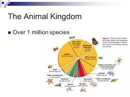 Animals Chapter 1 Section 1 Classification Kingdom Phylum