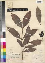 Image result for Garcinia kingaensis