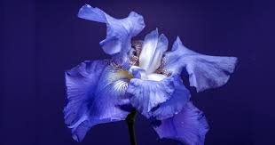 Astasiaangel lingerie strip