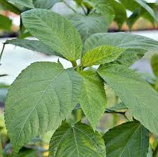 Image result for Corchorus olitorius