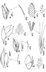 Image result for Elionurus muticus