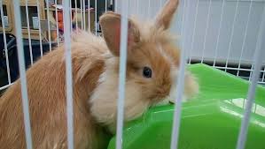 Find all the toys, food and gadgets for your dog, cat, fish, reptile, bird or other small animal. Sweet Bunny Abandoned At Petco Binkybunny