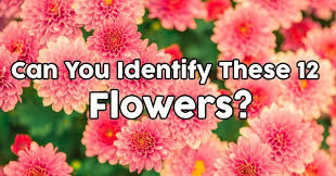 Apr 22, 2021 · science is incredible, and you can learn even more about this wonderful subject by answering science trivia questions. Can You Name These 12 Plants Quizpug