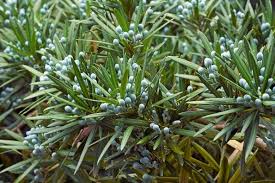 Image result for Podocarpus