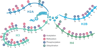 Histone ptms store and convey complex signals about the state of the genome. Four Common Histone Modifications Cusabio