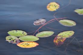 Image result for Brasenia schreberi