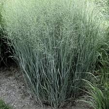 Image result for Panicum monticola