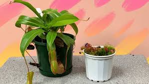 Jul 22, 2020 · for best venus flytrap care, keep the environment humid and the soil moist but don't let the plants stand constantly in water. How To Get Interesting Indoor Plants Cheaply Abc Everyday
