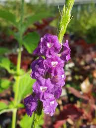 Image result for Stachytarpheta