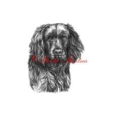 Image result for německý křepelák postava