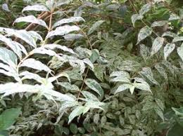 Image result for Deutzia scabra