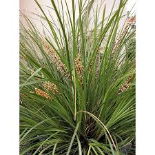 Image result for Launaea rarifolia