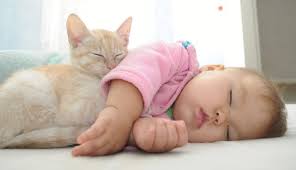 Wir kaufen ein katzen baby! Katze Und Baby Konnen Sie Zusammenleben