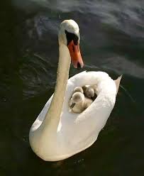 Swan Mother Protecting Her Babies Cute Animals Animals Baby Animals