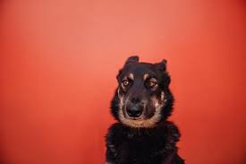 Reasons Why Dogs Put Their Ears Back