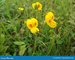 Image result for Smithia