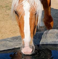 Incercam sa va raspundem mai jos la aceasta intrebare. EchitaÅ£ie 10 CuriozitÄƒÈ›i Despre Cai Pe Care MeritÄƒ SÄƒ Le È™tii Conacul Archia