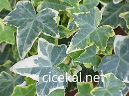 Yatak odasında çiçek beslenir mi? Evde Sarmasik Yetistirmek Zararlimi Cicekal Net