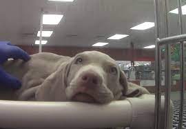 Check spelling or type a new query. Hsus Undercover Investigation Reveals More Sick Dead Puppies At Petland Stores A Humane World